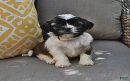 Shih Tzu dogs for sale: Bogart - Image 4