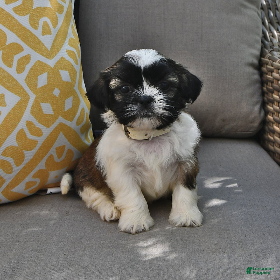 Shih Tzu dogs for sale: Bogart - Image 4