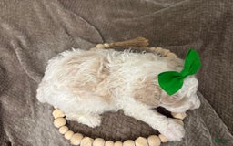 Cavapoo dogs for sale: Biscotti - Image 5