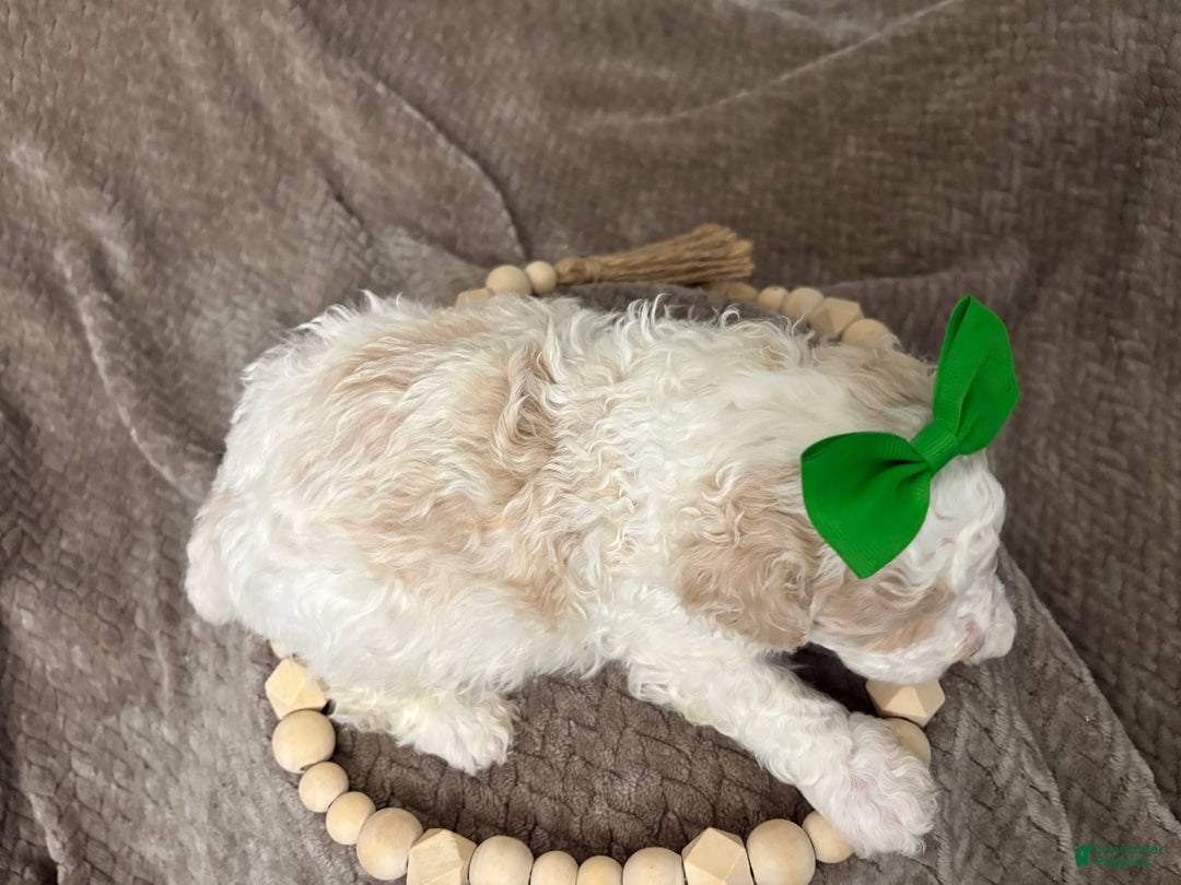 Cavapoo dogs for sale: Biscotti - Image 5