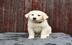 Great Pyrenees dogs for sale: Lilly - Image 1
