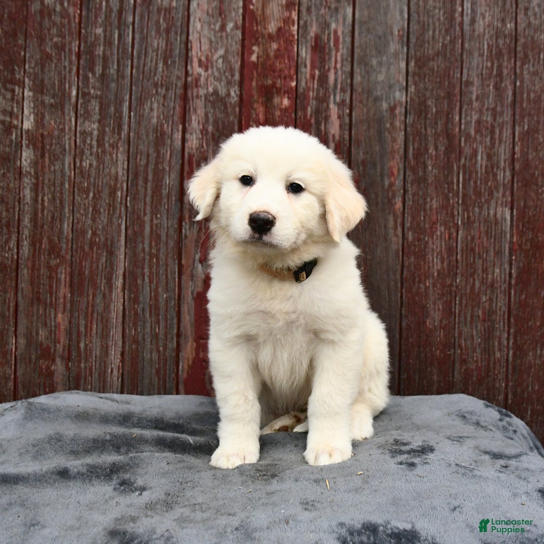 Great Pyrenees dogs for sale: Lilly - Image 1