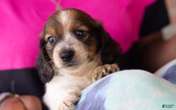Miniature Dachshund dogs for sale: Bear - Image 12