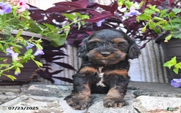 Cockapoo dogs for sale: Caramel Kiss - Image 1