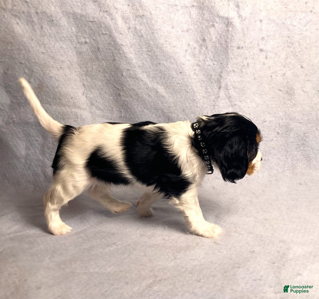 Cavalier King Charles Spaniel dogs for sale: Bear - Image 10
