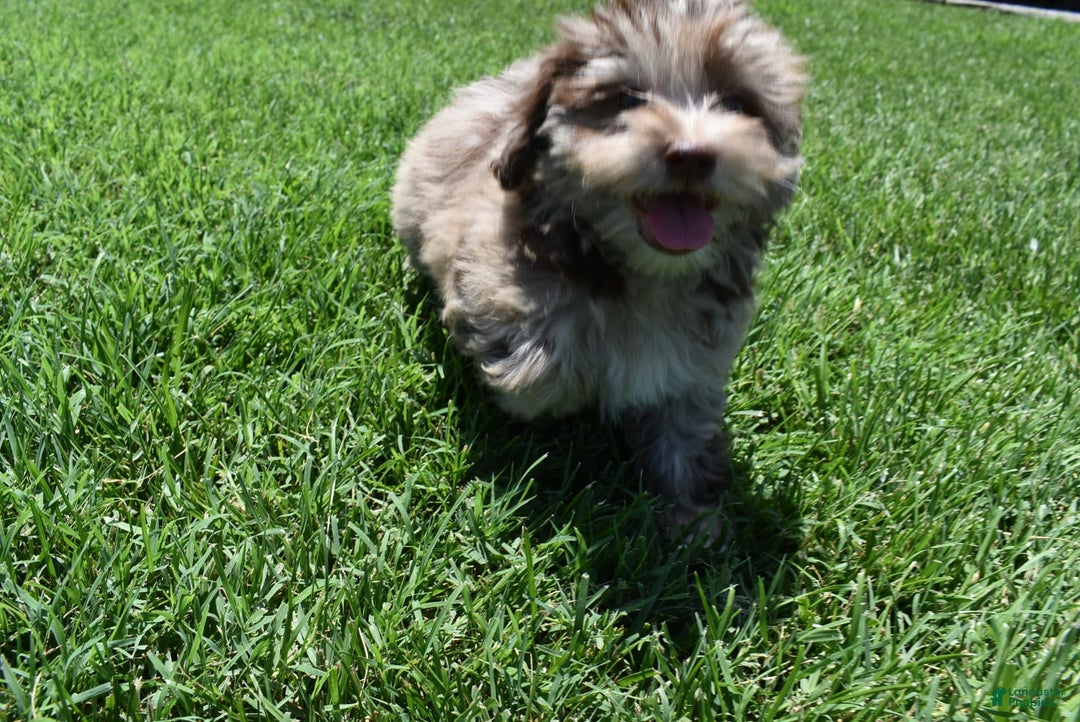 Havapoo dogs for sale: Zodiac - Image 10