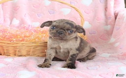 Pug dogs for sale: Alex - Image 4