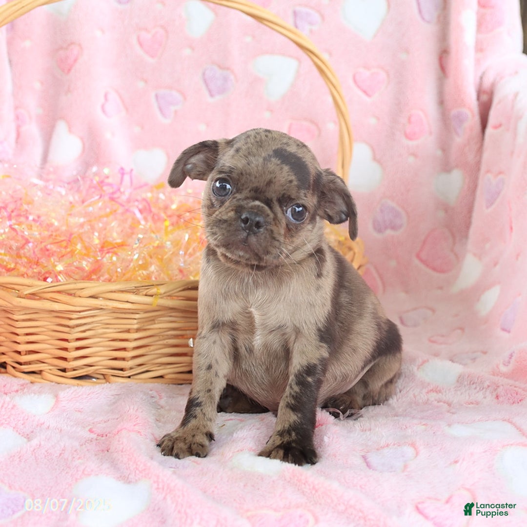 Pug dogs for sale: Alex - Image 4