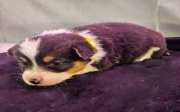 Welsh Corgi Pembroke dogs for sale: Daffodil - Image 2