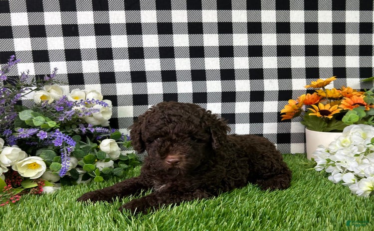 Miniature Poodle dogs for sale - Ad 3