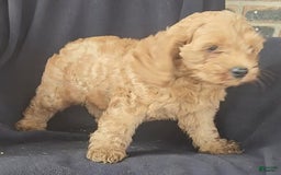 Cockapoo dogs for sale: Ben - Image 5