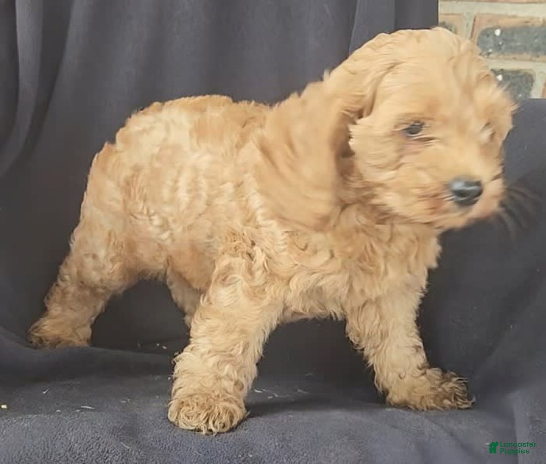 Cockapoo dogs for sale: Ben - Image 5