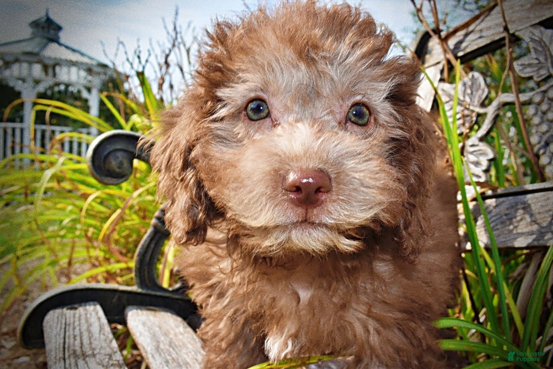 Havapoo dogs for sale: Harmony - Image 10