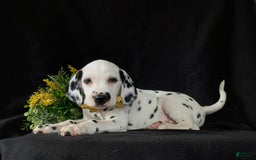 Dalmatian dogs for sale: Larenzo - Image 5