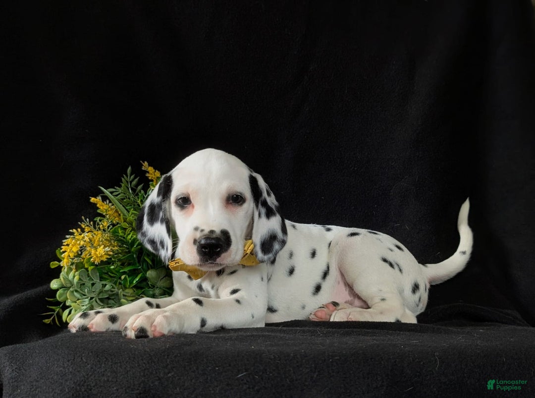 Dalmatian dogs for sale: Larenzo - Image 5