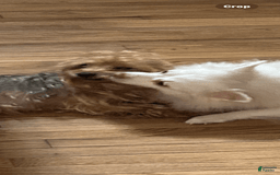 Pomchi dogs for sale: Damon - Image 2
