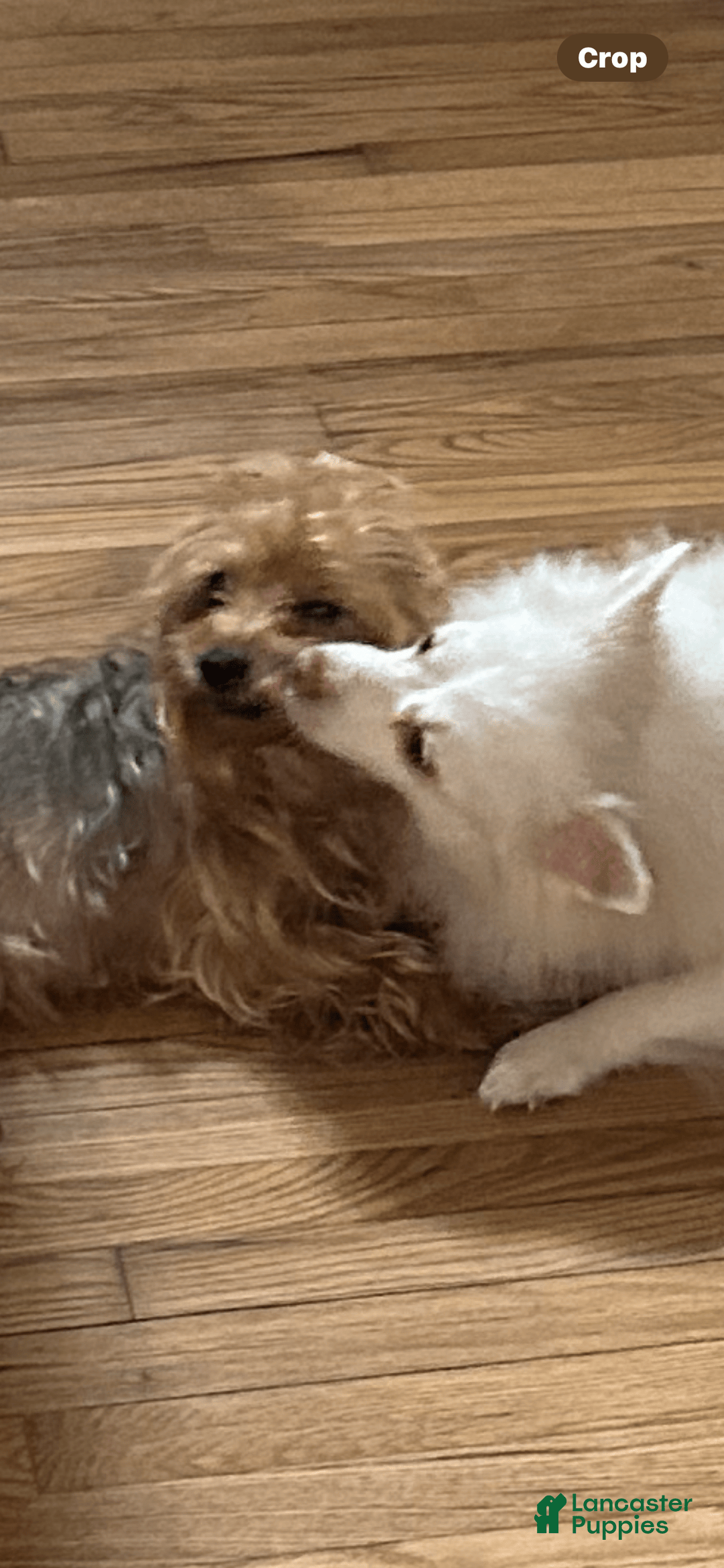 Pomchi dogs for sale: Damon - Image 2