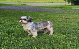 Forever dogs for sale: Quick Deer - Image 13