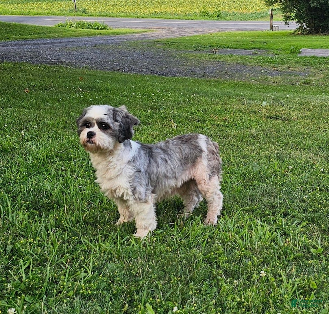 Forever dogs for sale: Quick Deer - Image 13