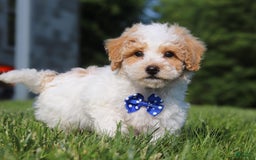 Bichpoo dogs for sale: Nick - Image 4