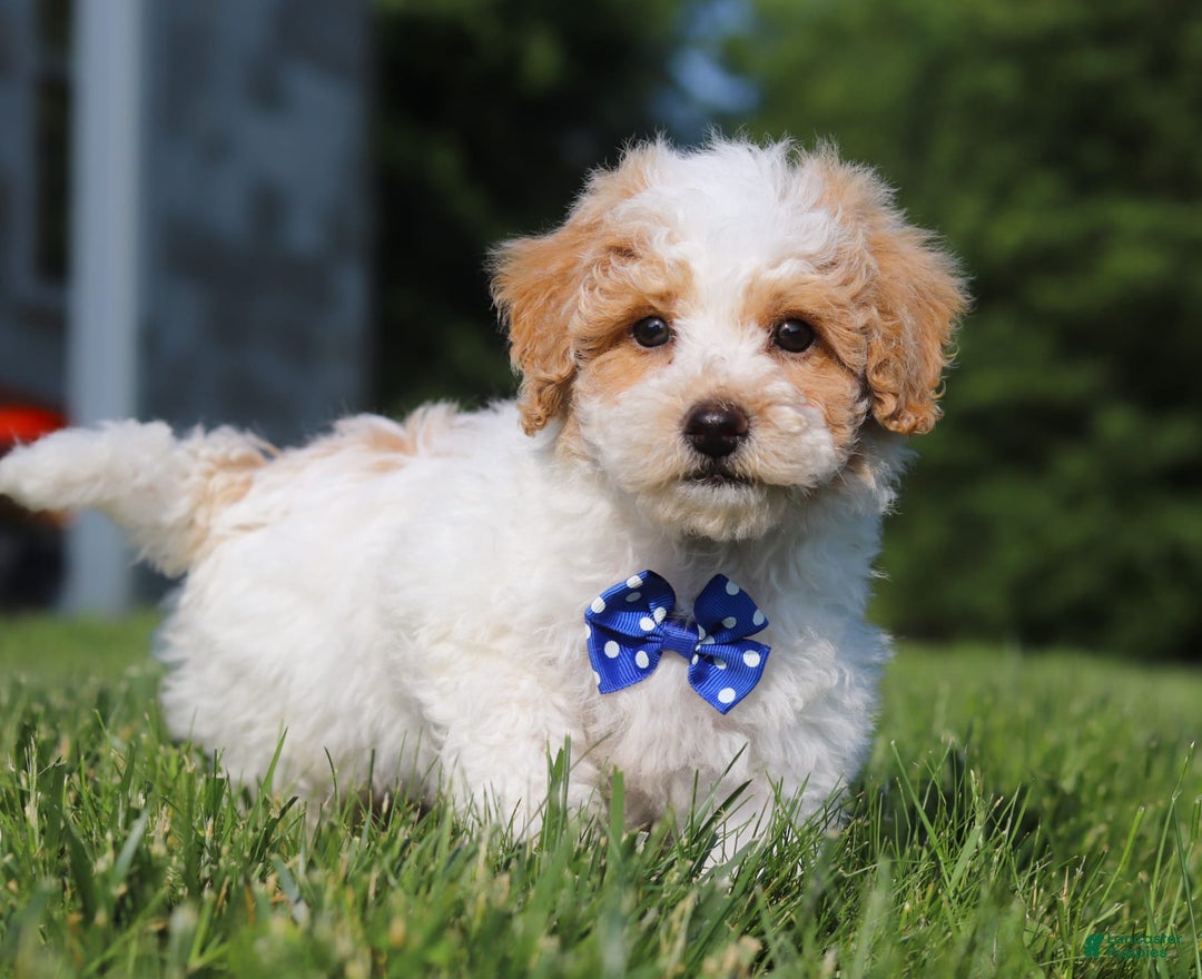 Bichpoo dogs for sale: Nick - Image 4