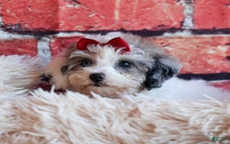 Bichpoo dogs for sale: Babe - Image 6