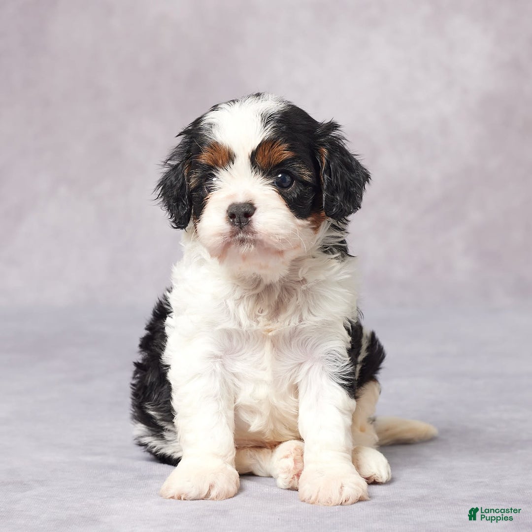 Cavapoo dogs for sale: Ella - Image 2