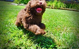 Havapoo dogs for sale: Wiggles - Image 5