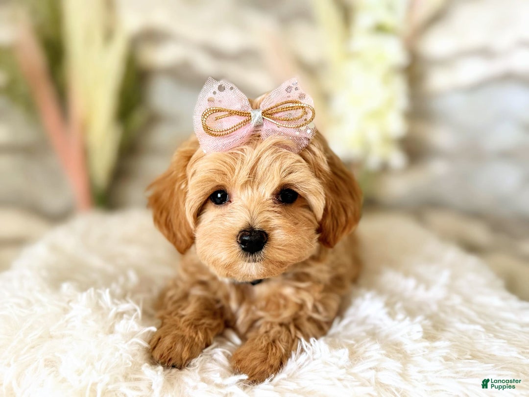 Maltipoo dogs for sale: Dark Pink Collar - Image 3