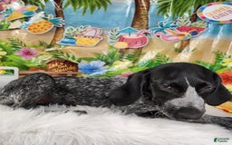 German Shorthaired Pointer dogs for sale: SaraBeth - Image 2