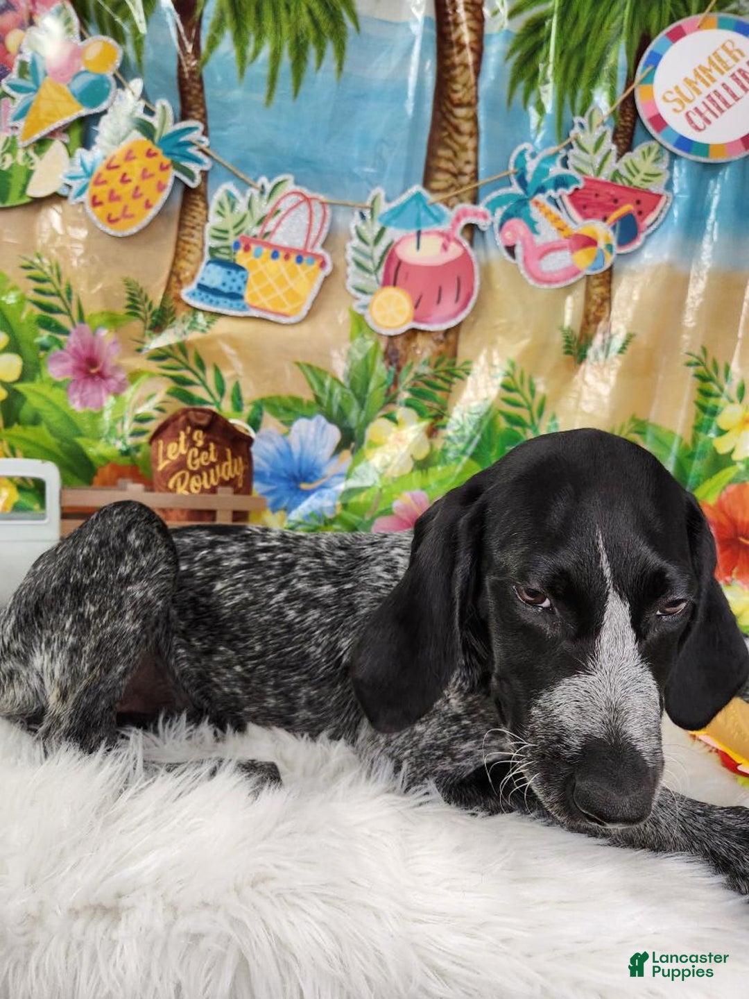 German Shorthaired Pointer dogs for sale: SaraBeth - Image 2