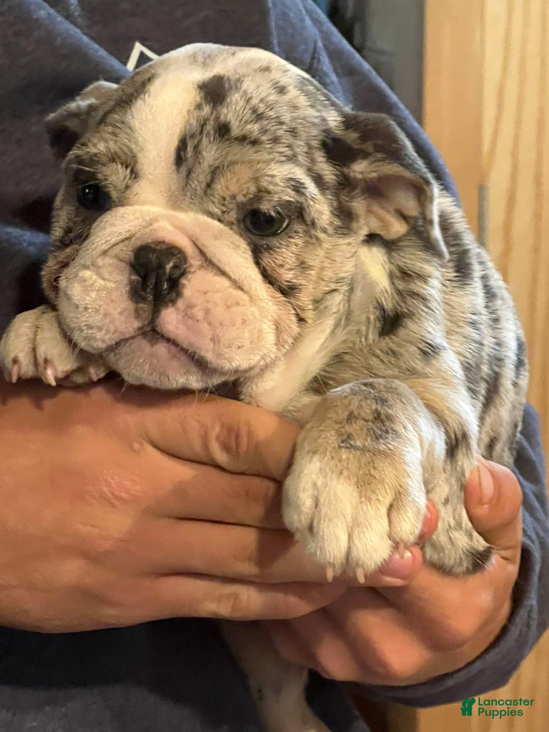 English Bulldog dogs for sale: Breezy - Image 4