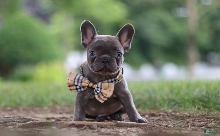 Frenchton dogs for sale - Ad 2