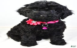 Cockapoo dogs for sale: Nicole - Image 2