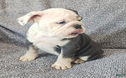 English Bulldog dogs for sale: Bailey - Image 6
