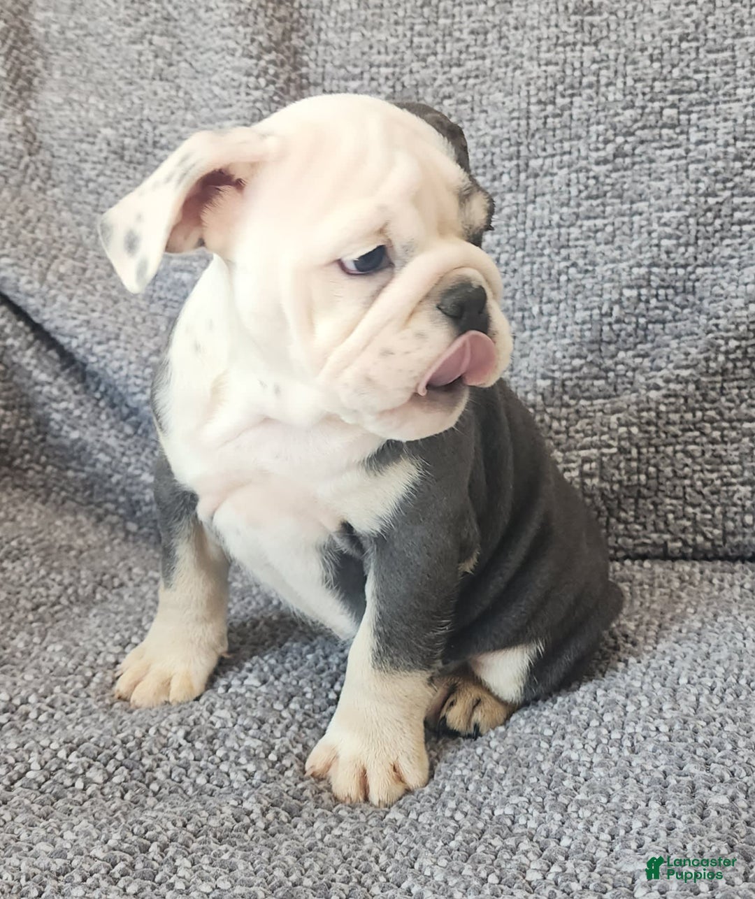 English Bulldog dogs for sale: Bailey - Image 6