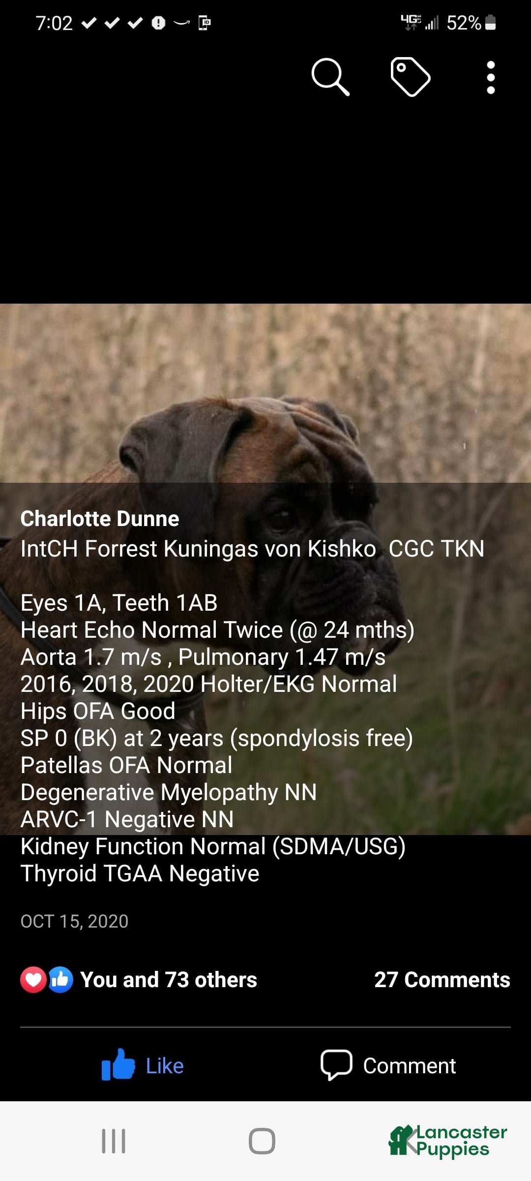Boxer dogs for sale: Brady European Boxer health tested - Listing for pets: Beautiful European Health Tested Parents, Brady European Boxer health tested, Cream De Coco, Lilly European - Image 17