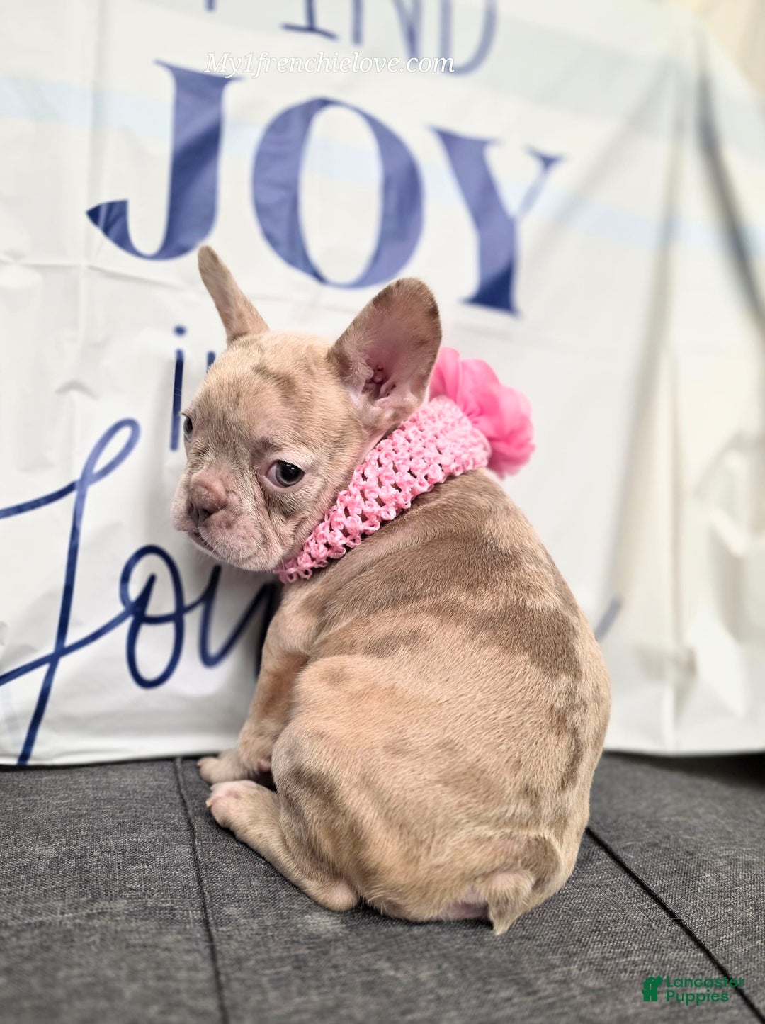 French Bulldog dogs for sale: Barbee - Image 4