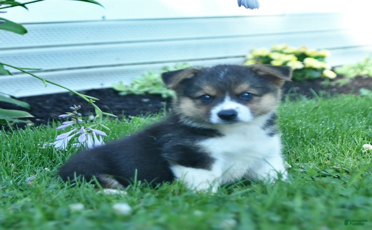 Welsh Corgi Pembroke dogs - Advert 39