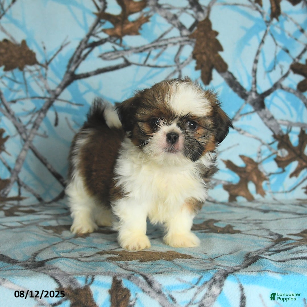 Shih Tzu dogs for sale: Stella - Image 4