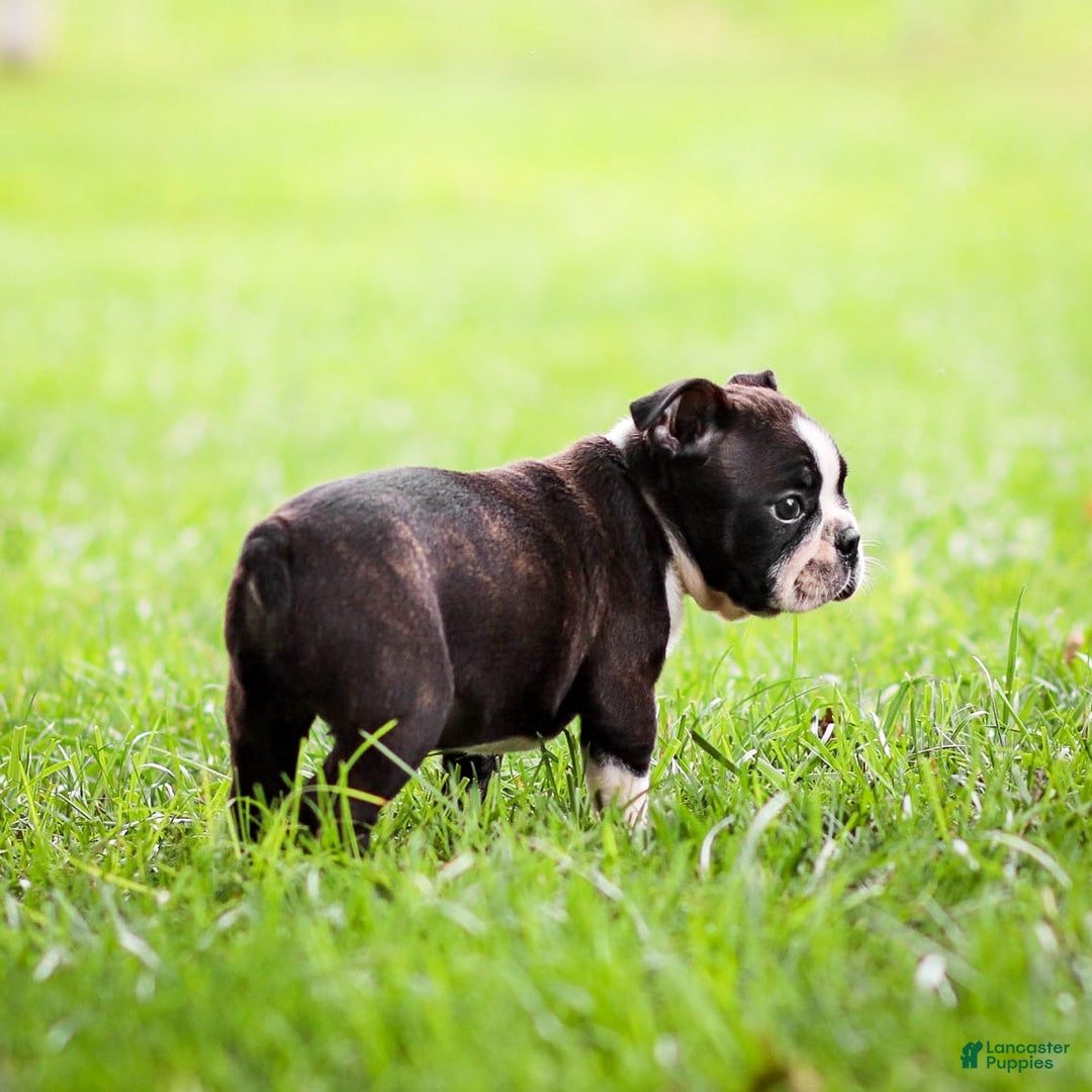 Boston Terrier dogs for sale: Dan - Image 7