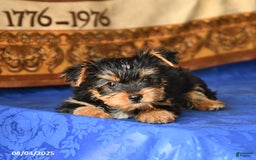 Yorkshire Terrier dogs for sale: Freddie - Image 3