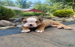 English Bulldog dogs for sale: Donnie - Image 5