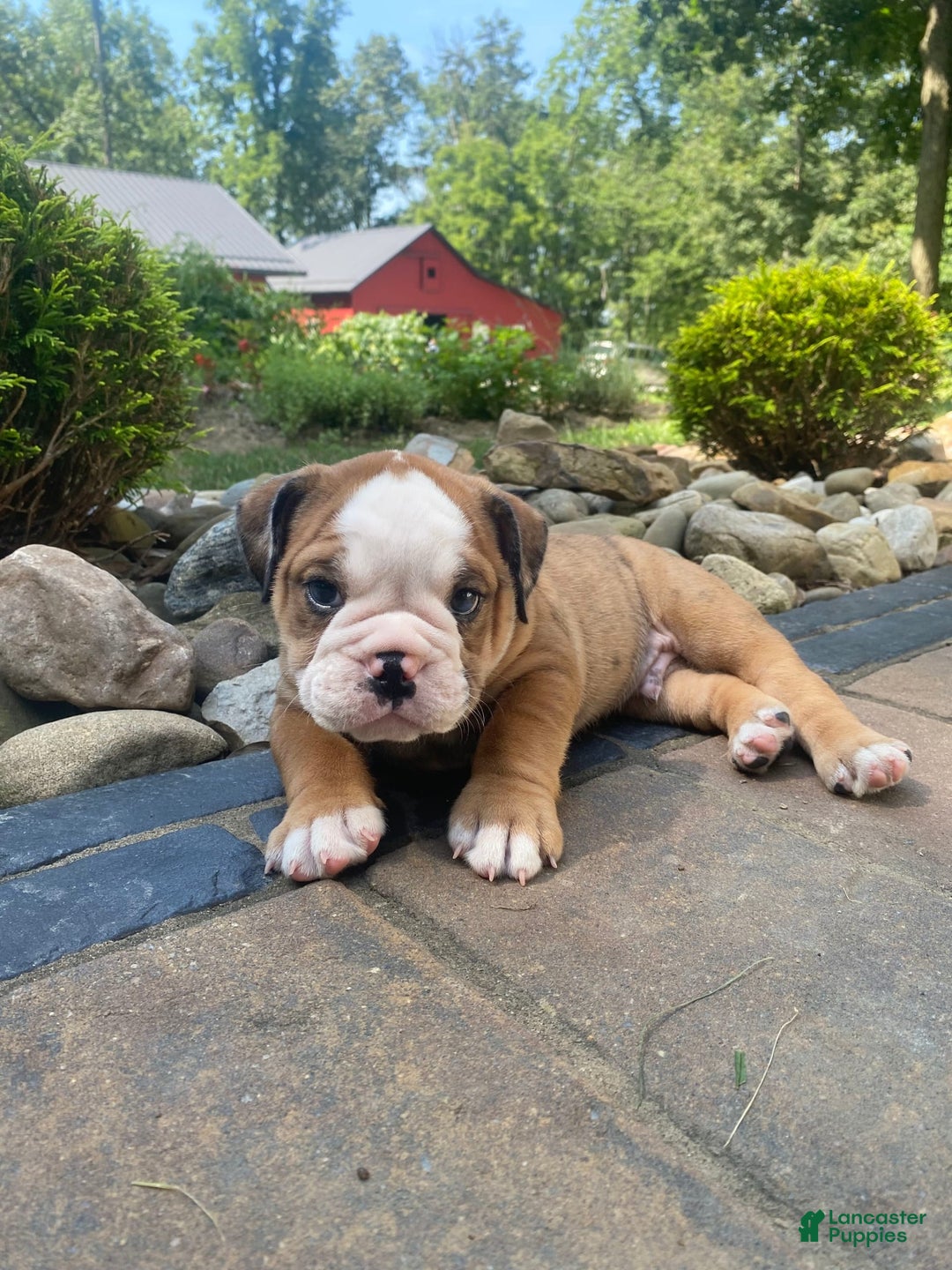 English Bulldog dogs for sale: Donnie - Image 5