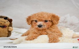 Bichpoo dogs for sale: Deborah - Image 1