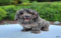 Cavapoo dogs for sale: Murphy - Image 3