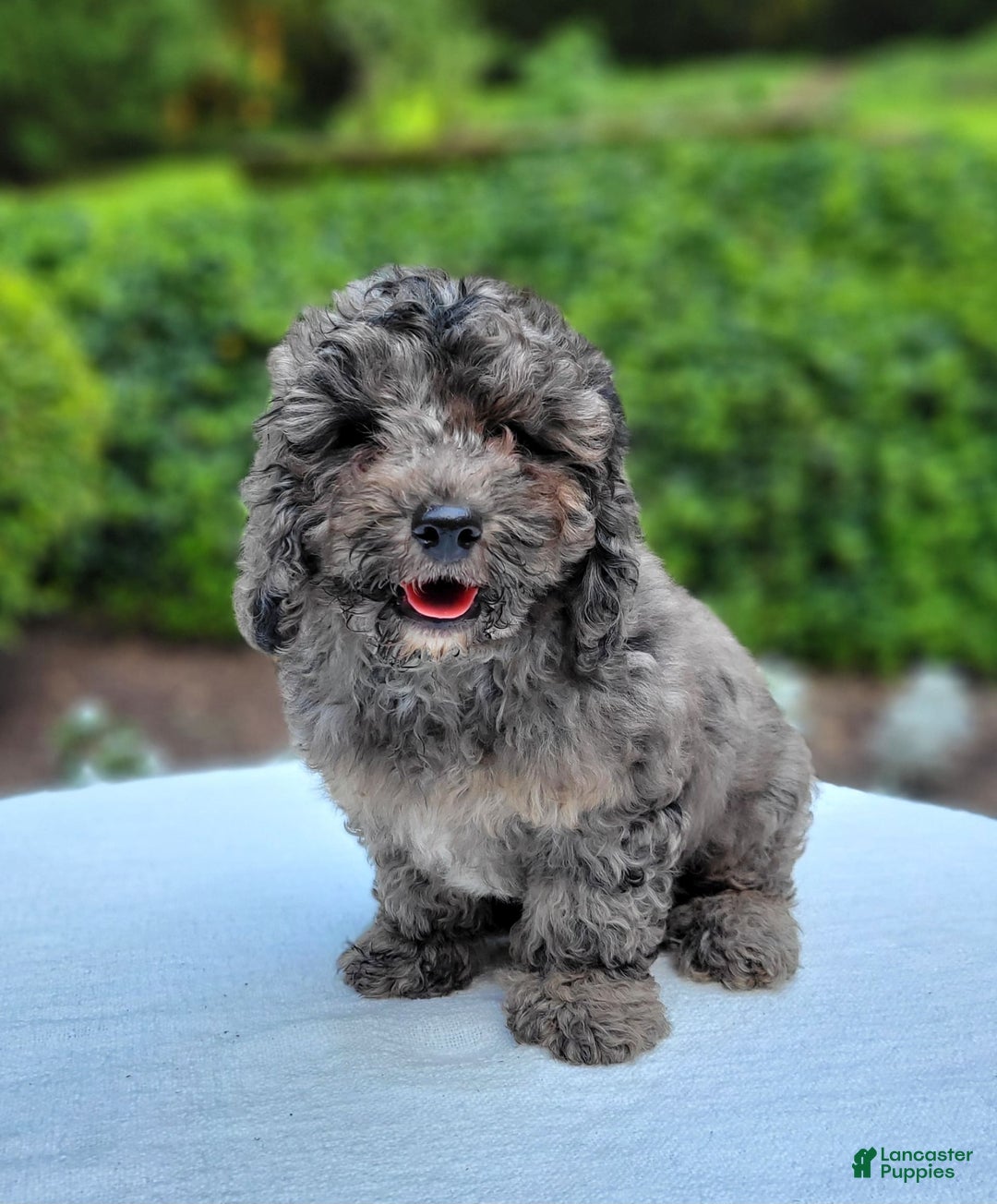 Cavapoo dogs for sale: Murphy - Image 3