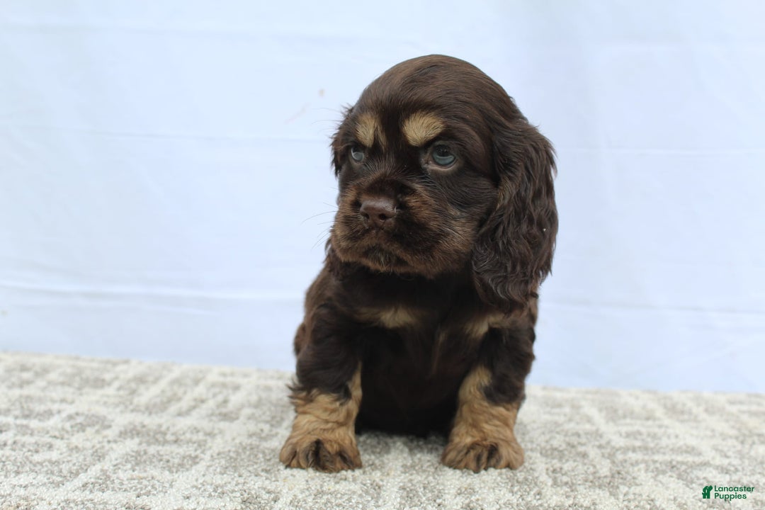 Cocker Spaniel dogs for sale: Ranger - Image 6