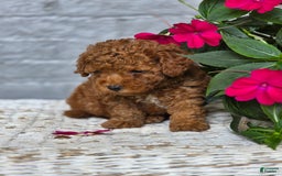 Toy Poodle dogs for sale: Oakly - Image 2