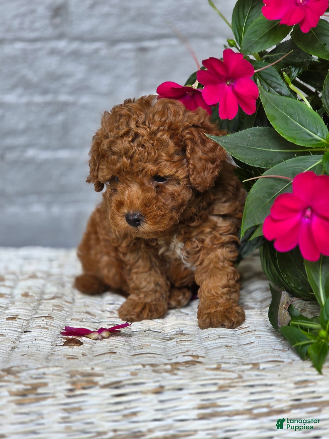 Toy Poodle dogs for sale: Oakly - Image 2